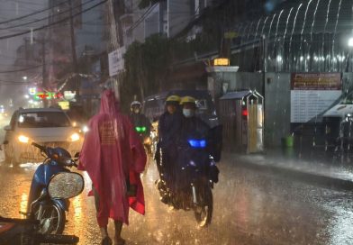 ‘Mưa vàng’ giải nhiệt cho TP.HCM
