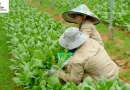 DANNYGREEN ĐẨY MẠNH SẢN XUẤT VÀ PHÂN PHỐI RAU HỮU CƠ CHUẨN QUỐC TẾ TẠI VIỆT NAM