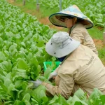 DANNYGREEN ĐẨY MẠNH SẢN XUẤT VÀ PHÂN PHỐI RAU HỮU CƠ CHUẨN QUỐC TẾ TẠI VIỆT NAM