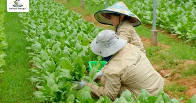 DANNYGREEN ĐẨY MẠNH SẢN XUẤT VÀ PHÂN PHỐI RAU HỮU CƠ CHUẨN QUỐC TẾ TẠI VIỆT NAM