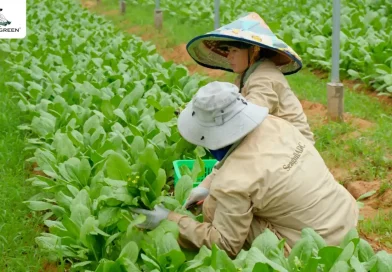 DANNYGREEN ĐẨY MẠNH SẢN XUẤT VÀ PHÂN PHỐI RAU HỮU CƠ CHUẨN QUỐC TẾ TẠI VIỆT NAM