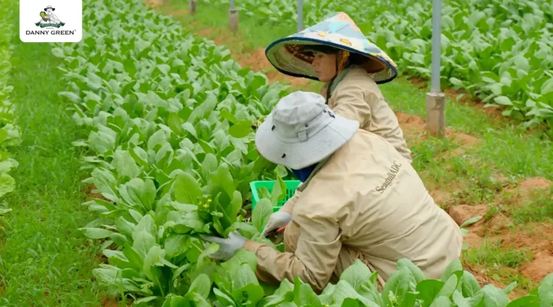 DANNYGREEN ĐẨY MẠNH SẢN XUẤT VÀ PHÂN PHỐI RAU HỮU CƠ CHUẨN QUỐC TẾ TẠI VIỆT NAM