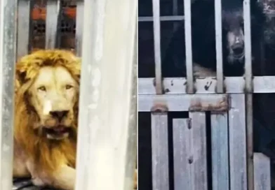 Thái Lan giải cứu gấu, sư tử bị nhốt trong sòng bạc ở biên giới Campuchia