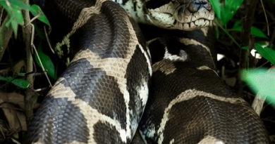 Phát hiện “như khoa học viễn tưởng” về kích thước khủng của loài trăn Anaconda