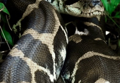 Phát hiện “như khoa học viễn tưởng” về kích thước khủng của loài trăn Anaconda