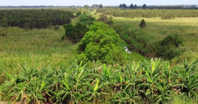 Chủ tịch Cà Mau yêu cầu xử lý nghiêm tình trạng chiếm đất rừng U Minh Hạ