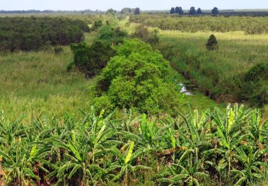 Chủ tịch Cà Mau yêu cầu xử lý nghiêm tình trạng chiếm đất rừng U Minh Hạ