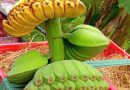 Làm giàu từ chuối ‘bàn tay Phật’ cúng Tết