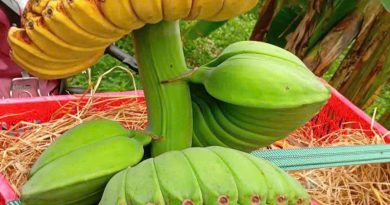 Làm giàu từ chuối ‘bàn tay Phật’ cúng Tết