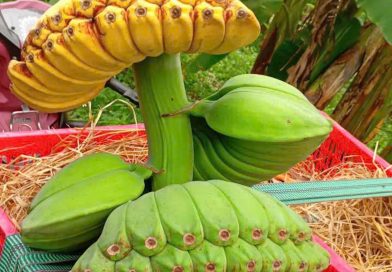 Làm giàu từ chuối ‘bàn tay Phật’ cúng Tết