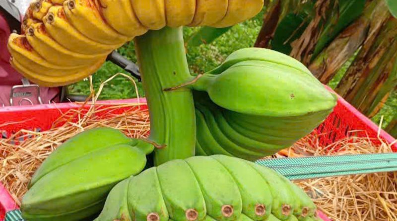 Làm giàu từ chuối ‘bàn tay Phật’ cúng Tết