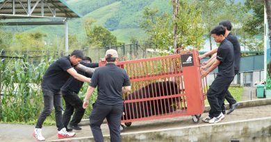 Vì sao đưa gấu ngựa Misa, nặng 120 kg về Vườn quốc gia Bạch Mã?