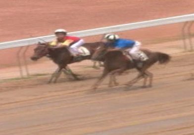 Chiến mã từng thống trị trường đua Phú Thọ