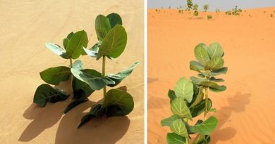 Trung Quốc biến sa mạc Gobi thành rừng cao su quân sự