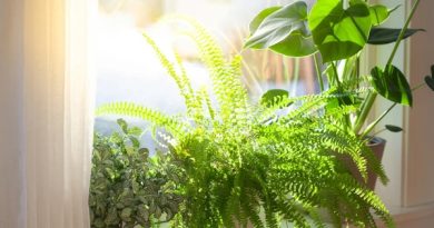 3 loại cây không nên đặt trong nhà vào năm Bính Ngọ