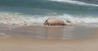 Xác cá voi dạt vào bờ biển tại Mỹ Thủy ở Quảng Trị