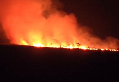 Cháy rừng ở An Giang, nơi đàn sếu đầu đỏ từng về kiếm ăn