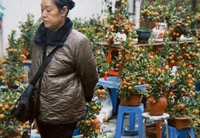 Chợ hoa cổ nhất Hà Nội ngày 23 tháng Chạp: Quất chum, quất mini "chiếm sóng", đào khủng vắng bóng, người xem nhiều hơn người mua