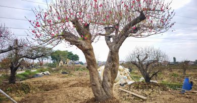 Đào cổ thụ tái xuất thị trường Tết Hải Phòng