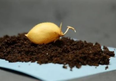 Bí mật từ thí nghiệm trồng cây trên đất Mặt Trăng