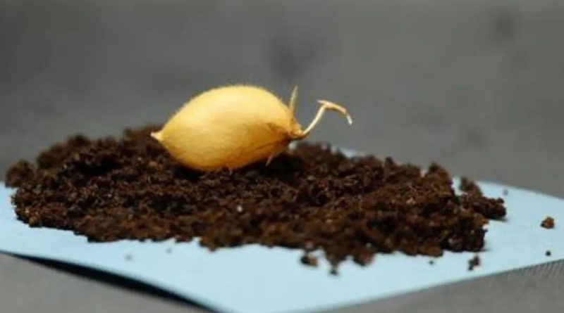 Bí mật từ thí nghiệm trồng cây trên đất Mặt Trăng