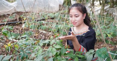 ‘Kho báu’ 4.000 loài cây dược liệu Việt trước cơ hội bứt phá toàn cầu