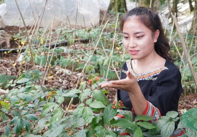 ‘Kho báu’ 4.000 loài cây dược liệu Việt trước cơ hội bứt phá toàn cầu