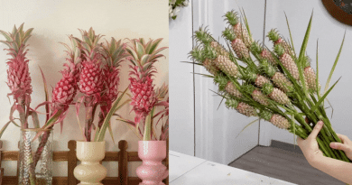 Thơm nức không gian, chưng tận 4 tháng không hỏng mà giá chỉ chừng 400 cành!