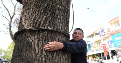 Loạt cổ thụ ở Đà Lạt chết khô sau làm đường