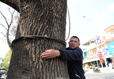 Loạt cổ thụ ở Đà Lạt chết khô sau làm đường
