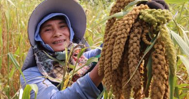 Mùa kê vàng bên sông Son