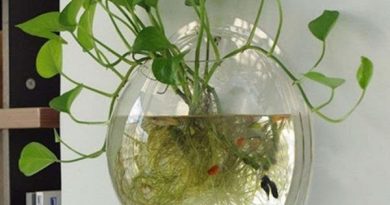 Lời khuyên đến những gia đình đang trồng trầu bà