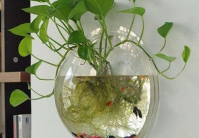 Lời khuyên đến những gia đình đang trồng trầu bà