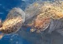 Quăng câu gặp rùa biển mắc lưới rác, ngư dân giải cứu thả về đại dương