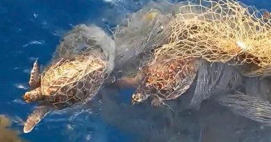 Quăng câu gặp rùa biển mắc lưới rác, ngư dân giải cứu thả về đại dương