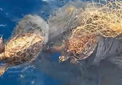 Quăng câu gặp rùa biển mắc lưới rác, ngư dân giải cứu thả về đại dương