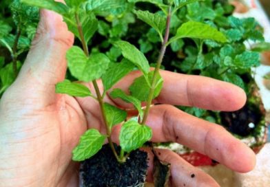 Lời khuyên đến những gia đình đang trồng cây rau húng