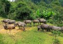 11 con trâu chết trong rừng, nghi bị sét đánh