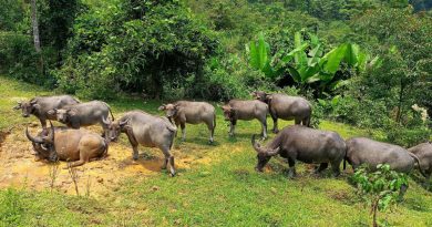 11 con trâu chết trong rừng, nghi bị sét đánh