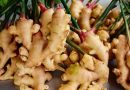 7 lợi ích của cây gừng