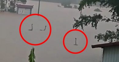 Làm rõ bức ảnh rắn ngóc đầu như “quái vật hồ Loch Ness” trong nước lũ Trung Quốc: Sự thật còn không tưởng hơn
