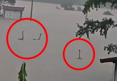 Làm rõ bức ảnh rắn ngóc đầu như “quái vật hồ Loch Ness” trong nước lũ Trung Quốc: Sự thật còn không tưởng hơn