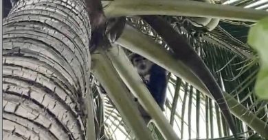 Voọc hoang dã xuất hiện tại khu nghỉ dưỡng ở Cam Lâm