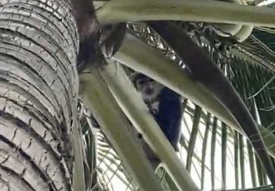 Voọc hoang dã xuất hiện tại khu nghỉ dưỡng ở Cam Lâm