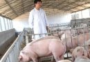 Vợ chồng chủ trang trại lợn ở Trung Quốc rơi vào cảnh tán gia bại sản, mất trắng 15 triệu USD vì án oan