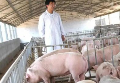 Vợ chồng chủ trang trại lợn ở Trung Quốc rơi vào cảnh tán gia bại sản, mất trắng 15 triệu USD vì án oan