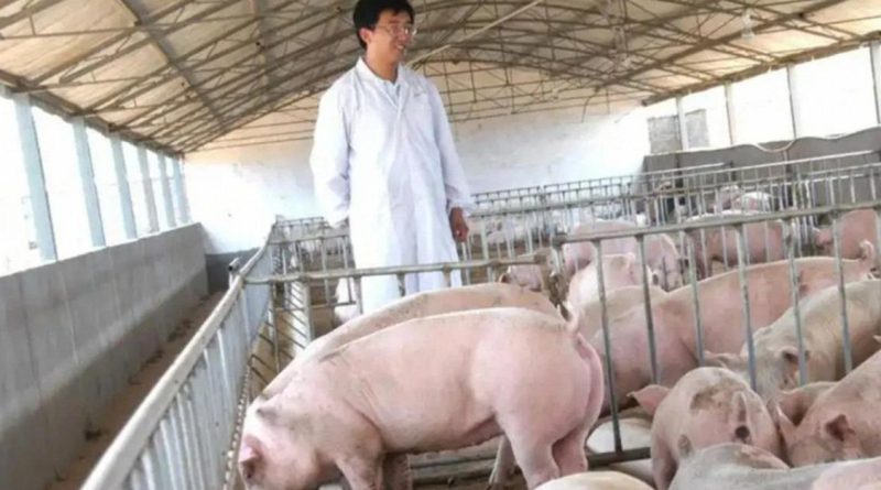 Vợ chồng chủ trang trại lợn ở Trung Quốc rơi vào cảnh tán gia bại sản, mất trắng 15 triệu USD vì án oan