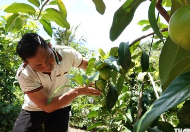Trồng hồng sô cô la trên đất cồn, nông dân thu lãi 700 triệu đồng/năm
