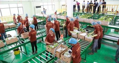 Trung Quốc gom mua gần hết một loại đặc sản, nhiều người dân Campuchia đổi đời, rủng rỉnh tiền mua đất