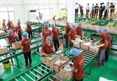 Trung Quốc gom mua gần hết một loại đặc sản, nhiều người dân Campuchia đổi đời, rủng rỉnh tiền mua đất